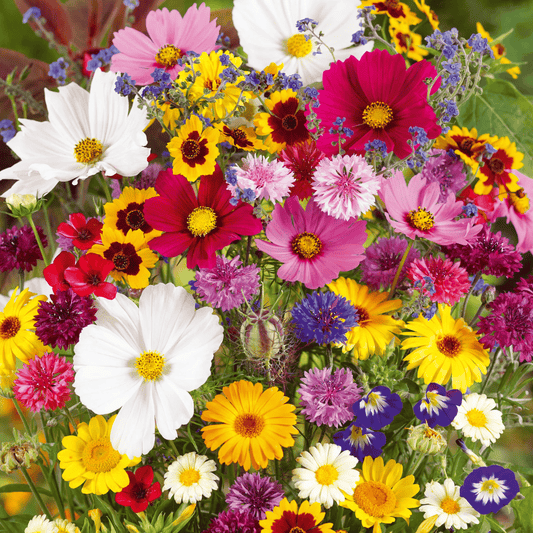 Perennial Wildflower Seeds Mix – 30-60 Varieties, Heirloom Quality, Easy to Grow, Gift-Ready