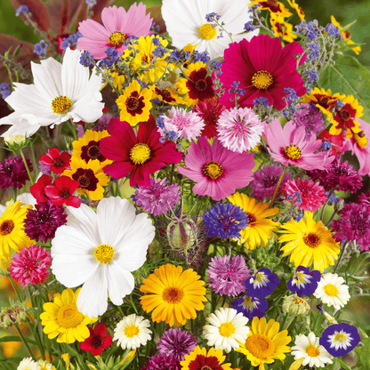 Perennial Wildflower Seeds Mix – 30-60 Varieties, Heirloom Quality, Easy to Grow, Gift-Ready