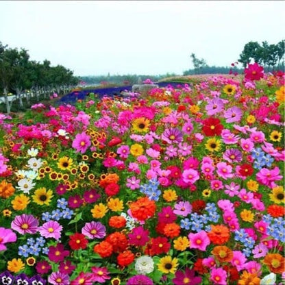Perennial Wildflower Seeds Mix – 30-60 Varieties, Heirloom Quality, Easy to Grow, Gift-Ready