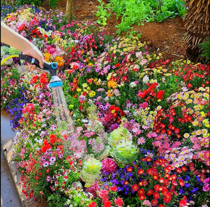 Perennial Wildflower Seeds Mix – 30-60 Varieties, Heirloom Quality, Easy to Grow, Gift-Ready