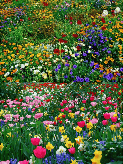 Perennial Wildflower Seeds Mix – 30-60 Varieties, Heirloom Quality, Easy to Grow, Gift-Ready