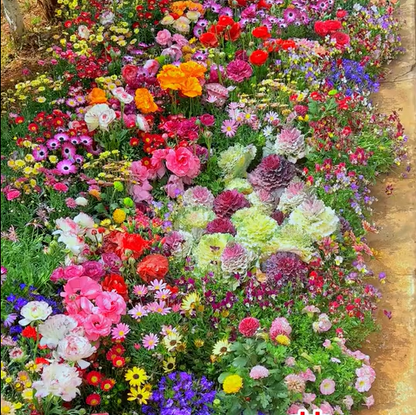 Perennial Wildflower Seeds Mix – 30-60 Varieties, Heirloom Quality, Easy to Grow, Gift-Ready