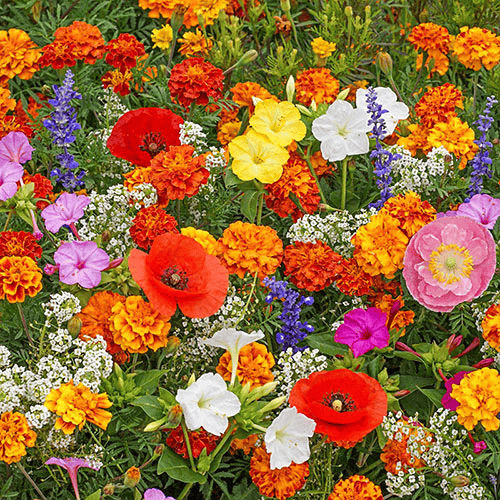 Perennial Wildflower Seeds Mix – 30-60 Varieties, Heirloom Quality, Easy to Grow, Gift-Ready