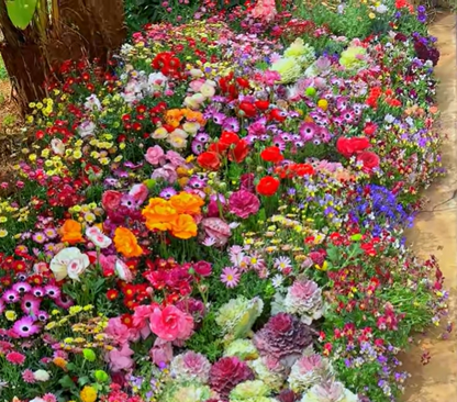 Perennial Wildflower Seeds Mix – 30-60 Varieties, Heirloom Quality, Easy to Grow, Gift-Ready