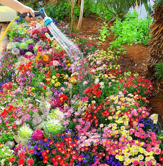 Perennial Wildflower Seeds Mix – 30-60 Varieties, Heirloom Quality, Easy to Grow, Gift-Ready
